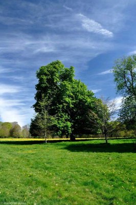 Landscape, Kingston Lacy 1288