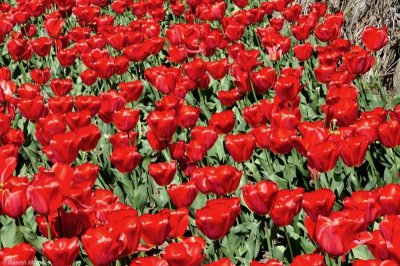 Tulips, Kingston Lacy 1310