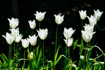 Tulips, Kingston Lacy 1318