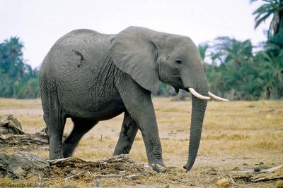 Elephant, Amboseli 0407