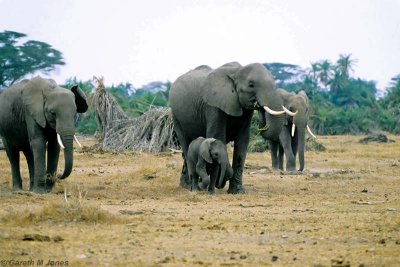 Elephant, Amboseli 0408