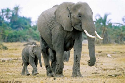 Elephant, Amboseli 0410