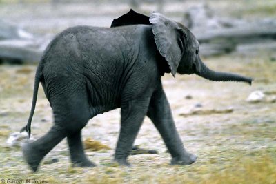 Elephant, Amboseli 0413
