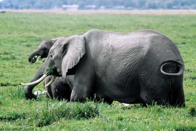 Elephant, Amboseli 0530