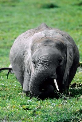 Elephant, Amboseli 0532