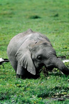 Elephant, Amboseli 0533