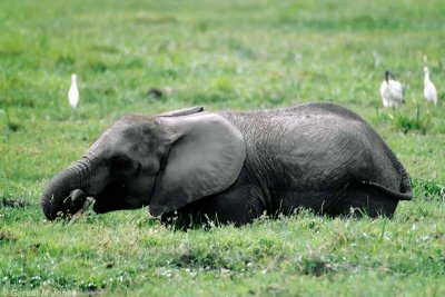 Elephant, Amboseli 0534