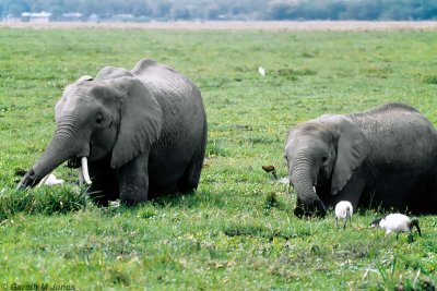 Elephant, Amboseli 0536