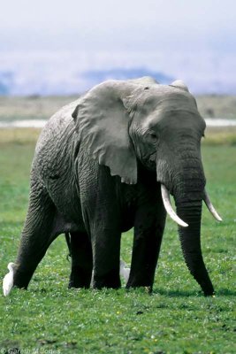 Elephant, Amboseli 0607