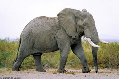 Elephant, Amboseli 0722