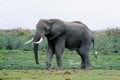Elephant, Amboseli 0727