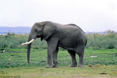 Elephant, Amboseli 0728