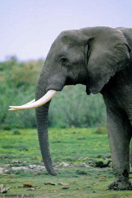 Elephant, Amboseli 0729