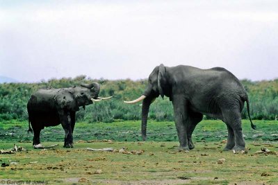 Elephant, Amboseli 0731
