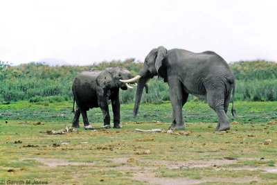 Elephant, Amboseli 0732