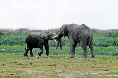 Elephant, Amboseli 0733