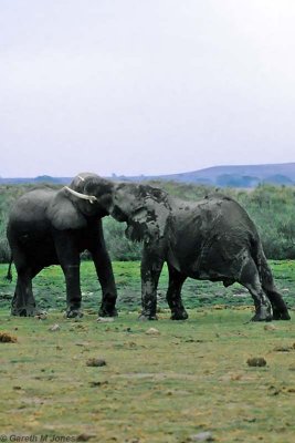 Elephant, Amboseli 0734