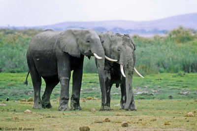 Elephant, Amboseli 0735