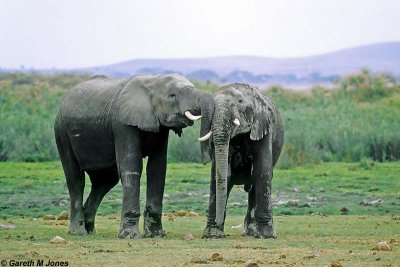 Elephant, Amboseli 0736