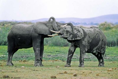 Elephant, Amboseli 0737