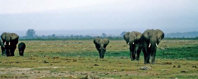 Elephant, Amboseli 0322
