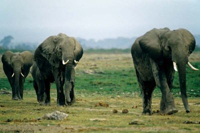 Elephant, Amboseli 0324