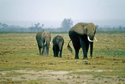 Elephant, Amboseli 0325