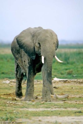 Elephant, Amboseli 0326