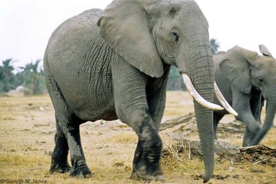 Elephant, Amboseli 0404