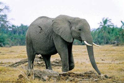 Elephant, Amboseli 0406