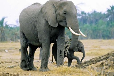 Elephant, Amboseli 0411