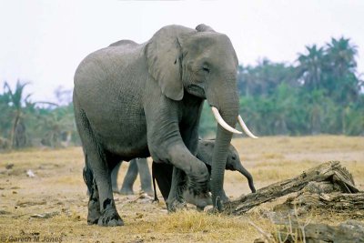 Elephant, Amboseli 0412