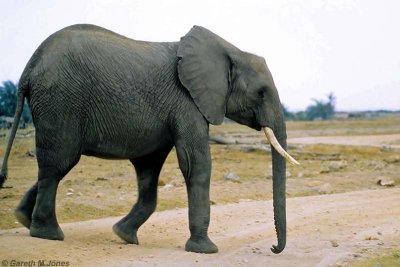 Elephant, Amboseli 0415