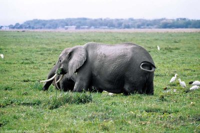 Elephant, Amboseli 0529
