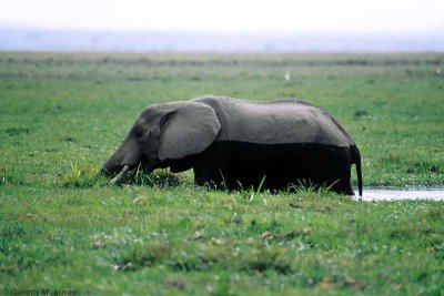 Elephant, Amboseli 0531