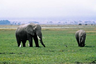 Elephant, Amboseli 0605