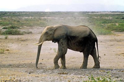Elephant, Amboseli 0706