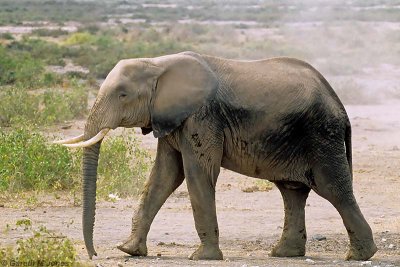 Elephant, Amboseli 0708