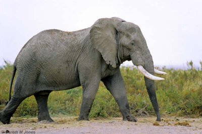 Elephant, Amboseli 0721