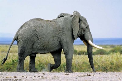 Elephant, Amboseli 0723