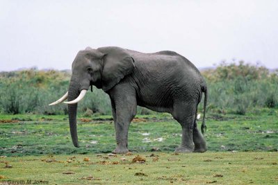 Elephant, Amboseli 0726
