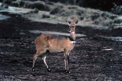 Bushbuck, Aberdare 0720