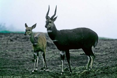 Bushbuck, Aberdare 0724