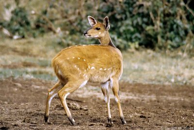 Bushbuck, Aberdare 0809