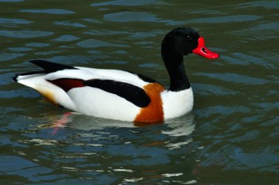 Shelduck, Wildfowl & Wetlands Trust, 0988