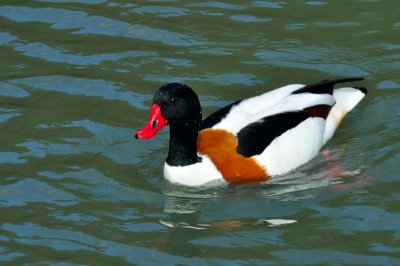 Shelduck, Wildfowl & Wetlands Trust, 0989