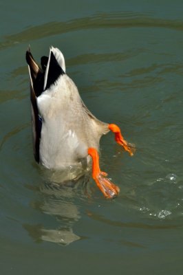 Mallard, Wildfowl & Wetlands Trust, 0994