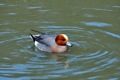 Wigeon, Wildfowl & Wetlands Trust, 1009