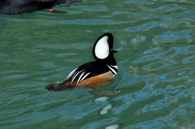 Hooded Merganser, Wildfowl & Wetlands Trust, 1013