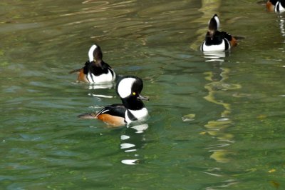 Hooded Merganser, Wildfowl & Wetlands Trust, 1018